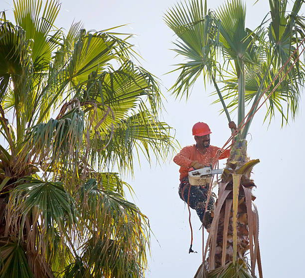 Best Tree Removal Near Me  in Alton, TX